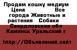 Продам кошку медиум › Цена ­ 6 000 000 - Все города Животные и растения » Собаки   . Свердловская обл.,Каменск-Уральский г.